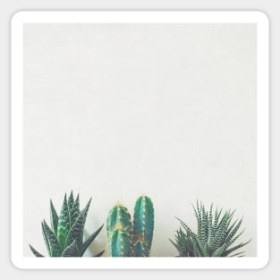 Cactus & Succulents II Sticker